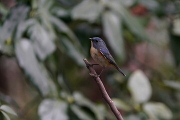 red flanked blue tail on the perch