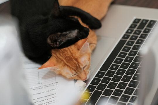 Orange And Black  Cat  Asleep On The Laptop Keyboard