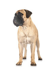 young bullmastiff in studio