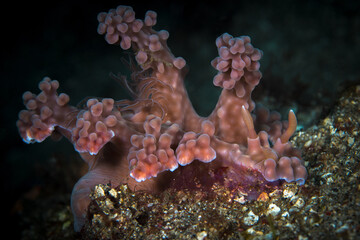 Fototapeta na wymiar Pink Nudibranch Miamira alleni disguised to mimic soft coral