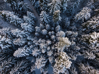 Tannenbäume von oben im Winter mit der Drohne fotografiert