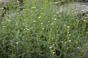 Closeup Santolina rosmarinifolia known as holy flax with blurred background in summer garden
