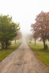 Fototapeta na wymiar misty autumn tree alley 