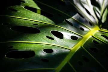 Fototapeta na wymiar Monstera deliciosa Liebm. Or Herricane Plant, Split-leaf Philodendron, Swiss Cheese Plant, Window Plant, leaf close-up and incident light. Dark tone images with beautiful patterns and styles.