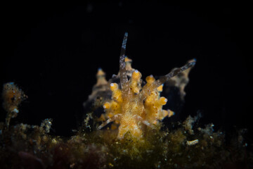 Eubranchus nudibranch on coral reef