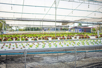 hydropronic vegetable greenhouses grow food fresh raw materail agriculture