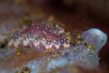 Colorful rainbow colored ceratosoma nudibranch -Miamira sinuata