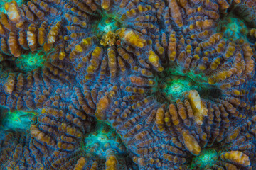 Obraz premium Close up colorful detail of coral polyps