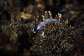 Colorful nudibranch crawls across coral reef in Lembeh Indonesia