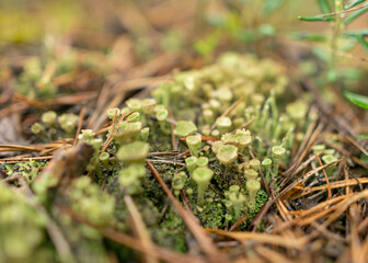 abstract bog moss, lichen and grass texture, bog vegetation, suitable for background