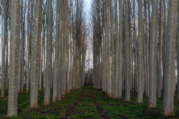 Canadian poplar forest with tall, straight trunks. Populus canadensis. Province of León, Spain.