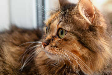 Adorable cat at the window on a winter background.