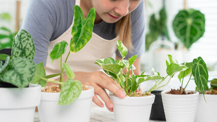 Fototapeta premium Young Asian woman gardener in casual clothes taking care and squirts for house plant pots on the white wooden table, Concept of home garden and Stylish interior with a lot of plants.