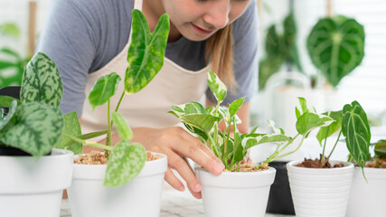 Young Asian woman gardener in casual clothes taking care and squirts for house plant pots on the white wooden table, Concept of home garden and Stylish interior with a lot of plants.