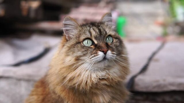 Portrait of cute siberian cat with green eyes. Copy space, close up, background. Adorable domestic pet concept.