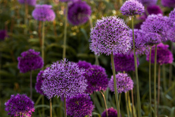 Obraz premium flowers in the garden