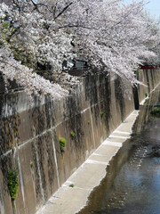 東京都板橋区の石神井川の桜の花が咲く春の風景（2020年撮影）