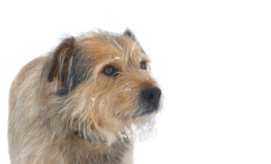 portrait of a cute dog with snow in fur isolated on white background