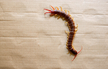 Centipedes are poisonous animals. It has a lot of legs It hunts prey at night