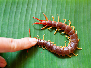 Centipedes are poisonous animals. It's on the banana leaf