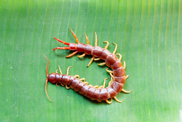 Centipedes are poisonous animals. It's on the banana leaf