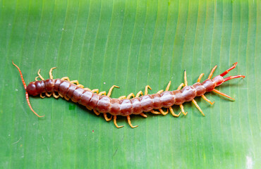 Centipedes are poisonous animals. It's on the banana leaf