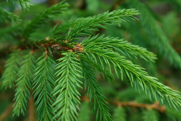 Spruce branches as a background, texture. New Year's backdrop, the source.