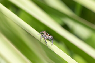 jumpinh spider on leaf pattern