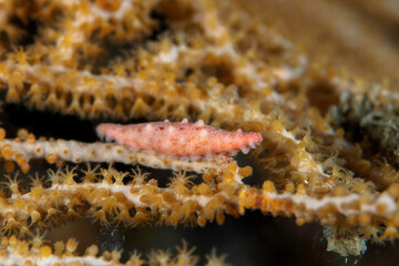 Pink soft coral cowerie - Ovulidae