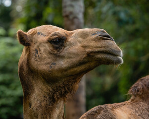 portrait of a camel