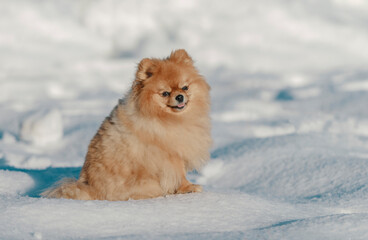 Naklejka na ściany i meble Beautiful Pomeranian dog sitting in the snow