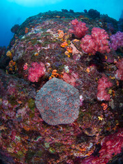 Cushion star on a coral bommie (Mergui archipelago, Myanmar)