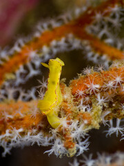 Yellow Noumea Nudibranch on a gorgonian seafan (Mergui archipelago, Myanmar)