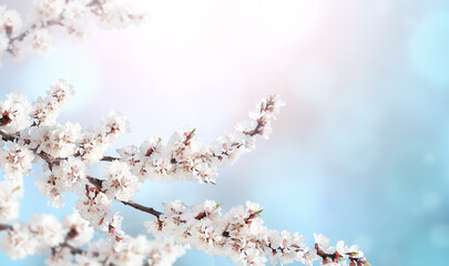 Horizontal spring banner with sakura flowers