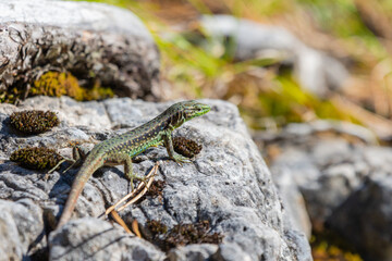 Green Lizard sits on a stone under the sun. The European green lizard Lacerta viridis.