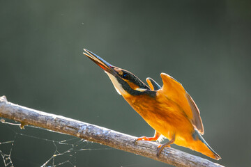 Common European Kingfisher or Alcedo atthis ready to take off