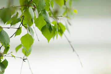 Fresh green birch leaves during spring