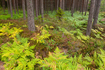Pine forest in the end of summer at Aland islands, Finland, Europe. Leaves of the eagle fern, Pteridium aquilinum start to change color