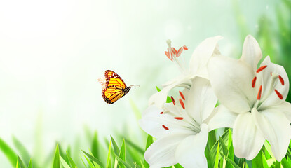 Naklejka na ściany i meble Sunny spring background with butterfly and lily flower on flowerbed