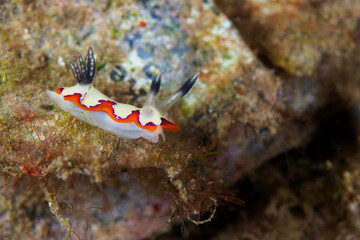 Colorful detail of nudibranch seaslug