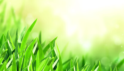Sunny spring background with green grass