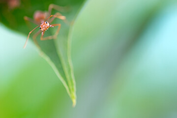 Close up or macro angry red ant on leaf