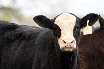 Black baldy Angus X Hereford portrait