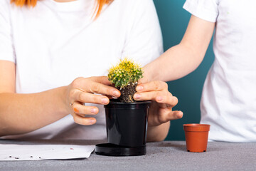 Close up of the mom and son   plant a slightly grown cactus into a black pot so that it can grow faster on a table against a blue background. The concept of gardening classes with children.