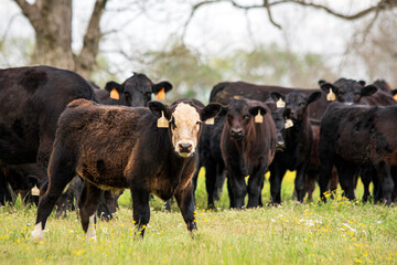 Black baldy calf in front of herd