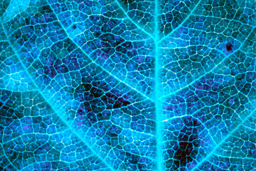 A leaf of a tree close up. Dark catchy background or wallpaper. Mosaic blue and violet pattern of...
