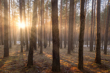 Sunrise in the spring pine forest with last snow. Sunbeams shining through the haze between pine...