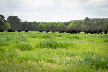 Lush ryegrass in pasture with beef cattle grazing in background