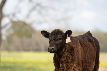 Young black Angus calf with defocused background