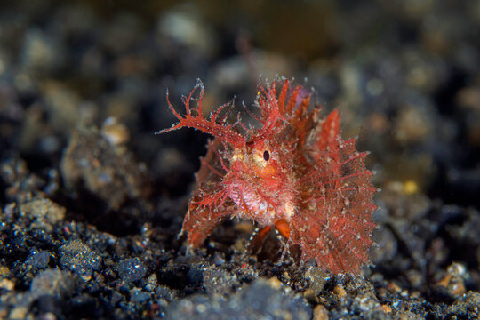 Ambon scorpionfish on muck diving site in Indonesia -  Pteroidichthys amboinensis